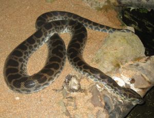 L’anaconda de Deschauense
