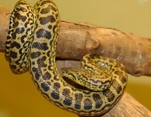 L’anaconda jaune