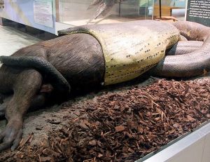Grand anaconda avalant un capybara d’environ 50 kg. Pièce d'exposition du Muséum Senckenberg de Francfort-sur-le-Main. ©Eva Kröc