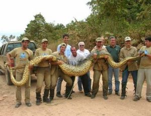 Les anacondas et les Hommes