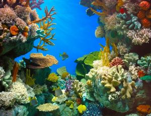 Concevoir un aquarium de rêve pour ses poissons