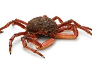 Crabe araignée mâle