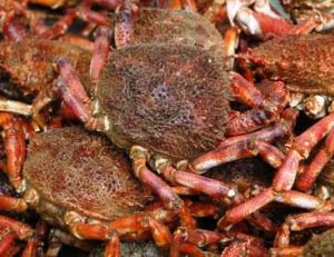 Les araignées sont pêchées en abondance sur les côtes de la Manche