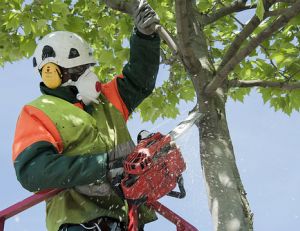 Abattage d'arbres : budget, matériel et informations