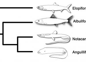 Origines des murènes