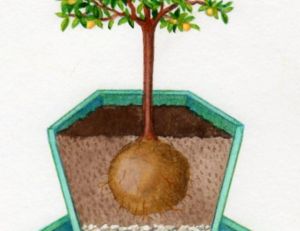 Planter son fruitier