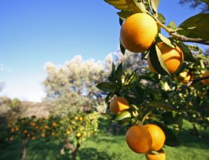 Planter un artbre fruitier