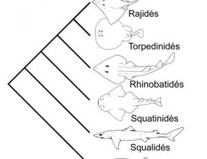 Arbre de parenté des raies