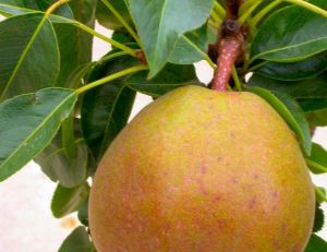 Poirier 'Garden Gem'