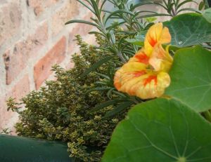 Aromatiques : des capucines