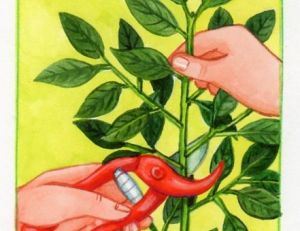 Bouturer les plants de laurier