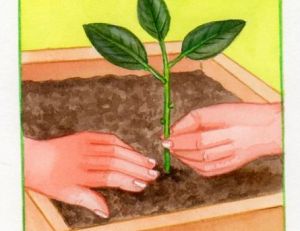 Planter les boutures de sauge