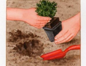 Plantation du thym