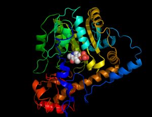 Transaminases © Giac83 / Wikimédia Commons.