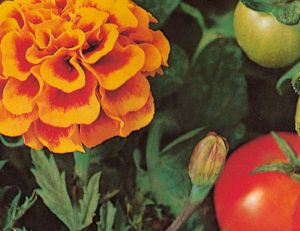 Légumes et fleurs : les bonnes associations au potager