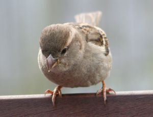 Moineau