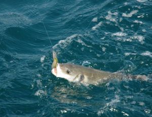 Un bar pris en bateau, au lancer-ramener