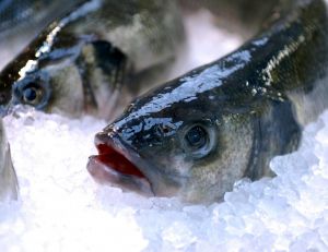 Principaux poissons d'eau de mer