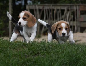 be/beagle.jpg