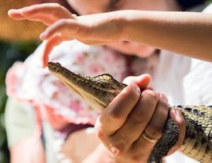 Bébé crocodile