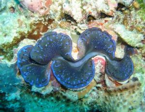 Bénitier, le plus gros des coquillages