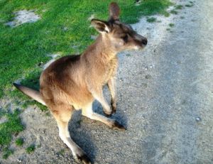 Wallaby de Bennett
