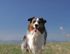 Race de chien : le Berger australien