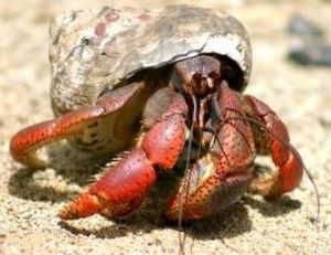 Bernard-l’hermite, un cousin du homard