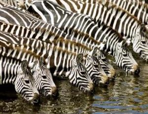 Un groupe de zèbres autour d’un point d’eau à la tombée de la nuit