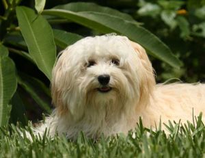 Adopter un chien : le Bichon havanais