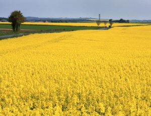 Que penser des biocarburants ?