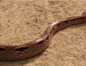Boa de Madagascar <i>(Acrantophis madagascariensis)</i>