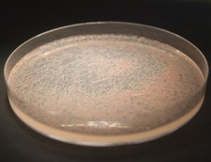 Boite de Pétri
