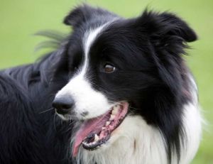 Adopter un chien : le Border Collie