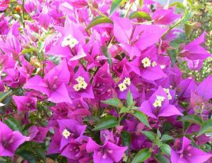 Plantes méditerranéennes : ici un bougainvillée