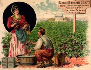 Bouillie bordelaise : composition et utilisation