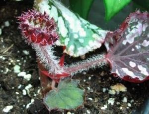 Bouturage des plantes d'intérieur
