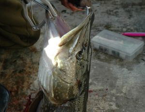 Où pêcher le brochet