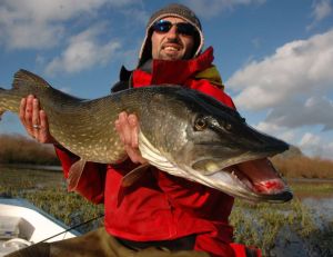 La pêche du brochet au poisson nageur