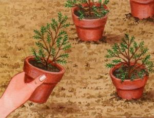 Planter la bruyère