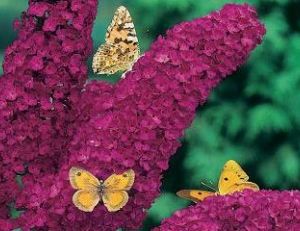 Buddleia © Meilland-Richardier