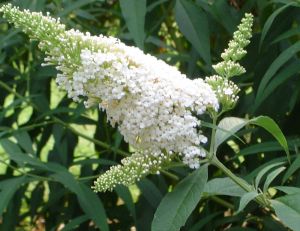 Buddleia Nanho White