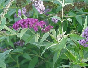 Buddleia Royal Red