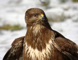 Buse variable