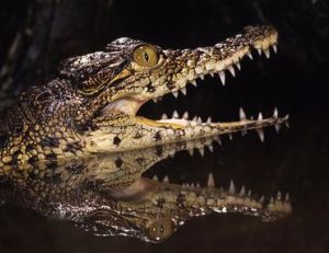 Le caïman n'est ni un crocodile ni un alligator !