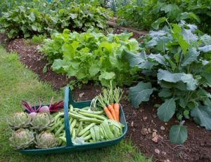 Le calendrier du potager