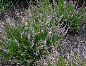 Calluna vulgaris