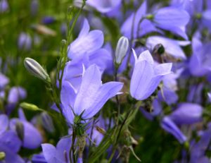 Planter des plantes vivaces (ici, des campanules)