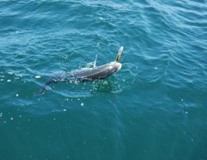 Bien équipé, le pêcheur peut sortir de beaux spécimens