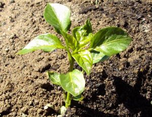 Capsicum annuum jeune